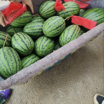 产地直发大量有货新鲜采摘头茬瓜有需要联系
