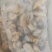 北海本地珍珠鲍螺猪肉螺长年供应
