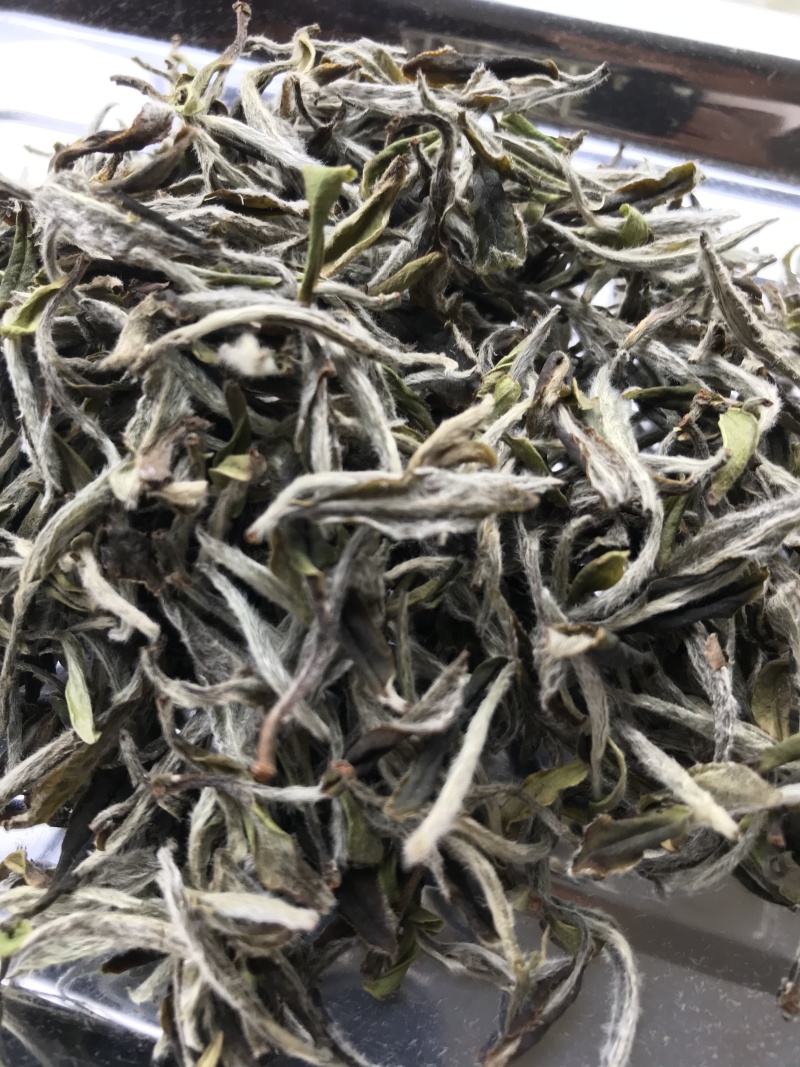 2026年高山纯荒福鼎白茶