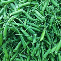 大理长寿人豌豆大量上市中，价格随行就市