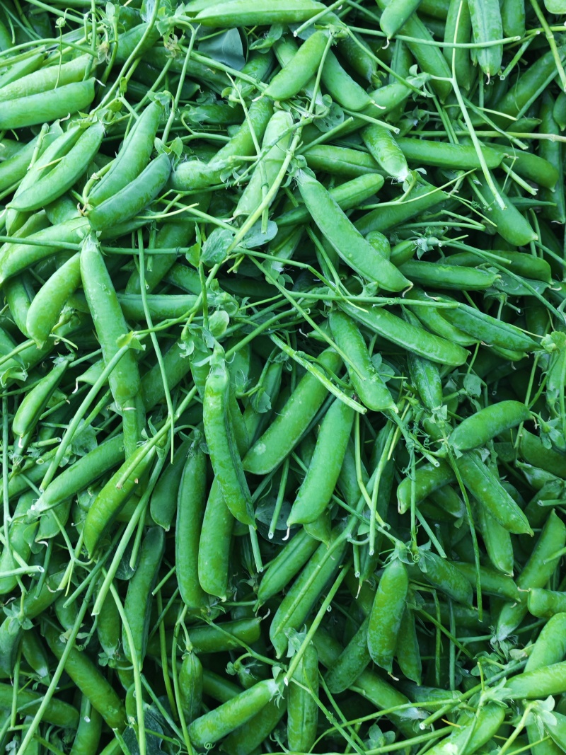 大理长寿人豌豆大量上市中，价格随行就市