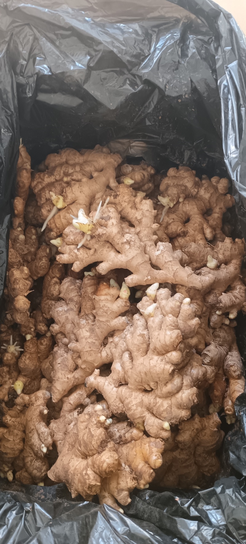 湖南小黄姜，二黄姜，本地生姜，原产地直发