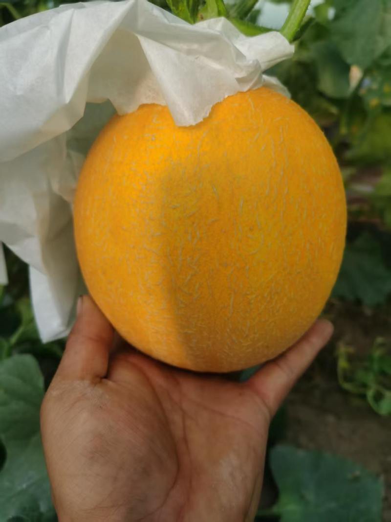 久红瑞甜瓜，41天，糖度够