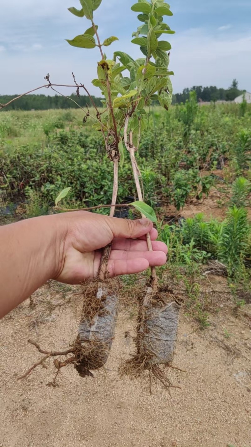 金银花营养杯苗，夏天就要营养杯苗，成活率高，耐运输，