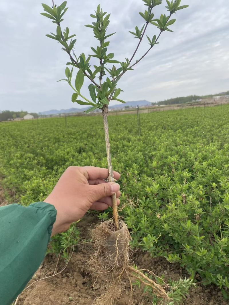 金银花营养杯苗，夏天就要营养杯苗，成活率高，耐运输，