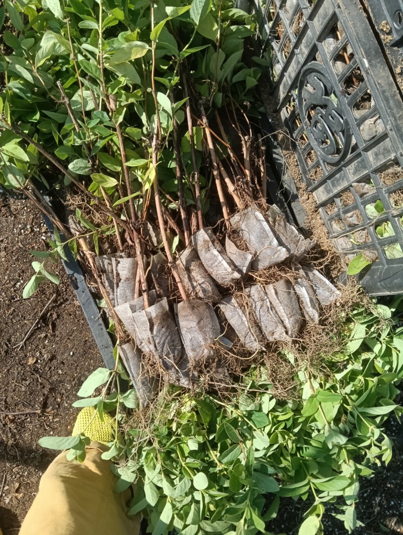 金银花营养杯苗，夏天就要营养杯苗，成活率高，耐运输，