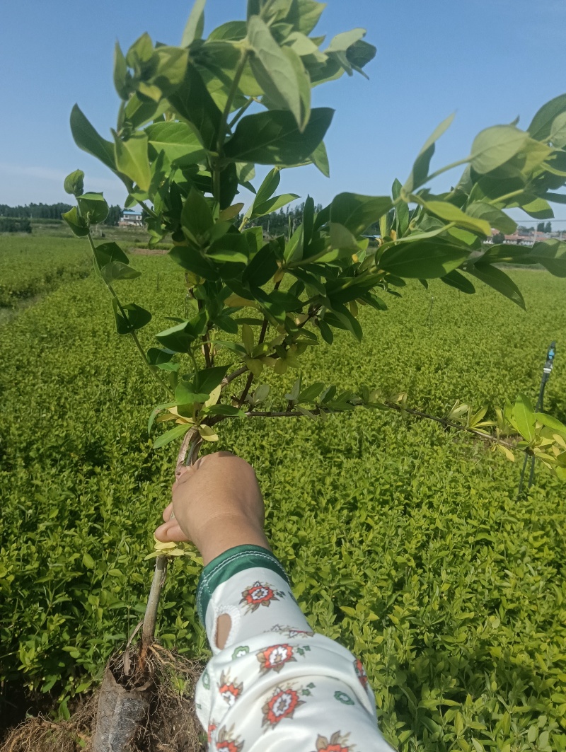 金银花营养杯苗，夏天就要营养杯苗，成活率高，耐运输，