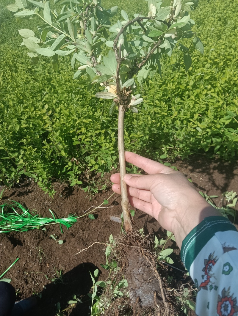 金银花营养杯苗，夏天就要营养杯苗，成活率高，耐运输，