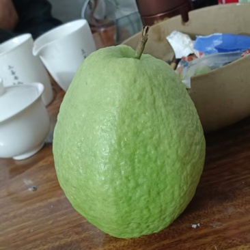 广东番石榴白心芭乐精品货按需包装欢迎来电咨询选购