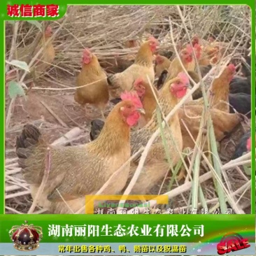 灵山麻土鸡苗/灵山麻鸡活苗/小鸡活体/免费提供养殖技术