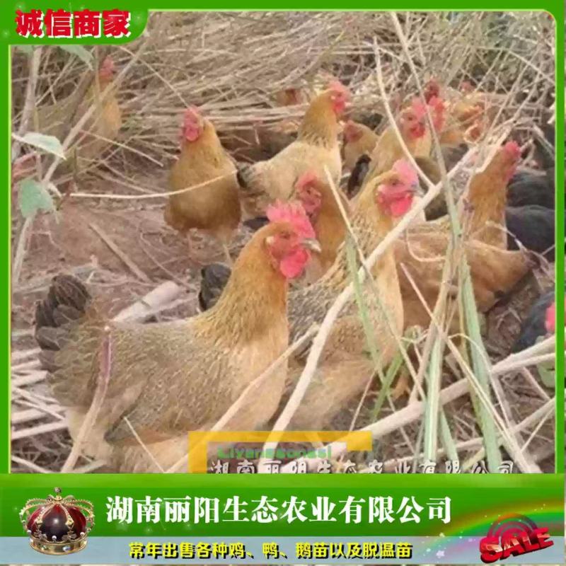 灵山麻土鸡苗/灵山麻鸡活苗/小鸡活体/免费提供养殖技术