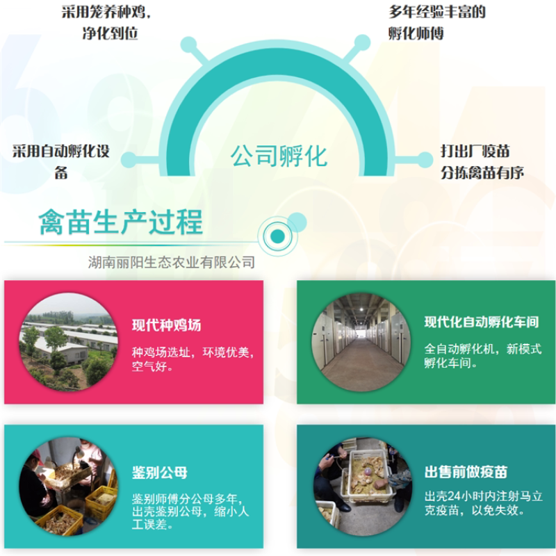 灵山麻土鸡苗/灵山麻鸡活苗/小鸡活体/免费提供养殖技术