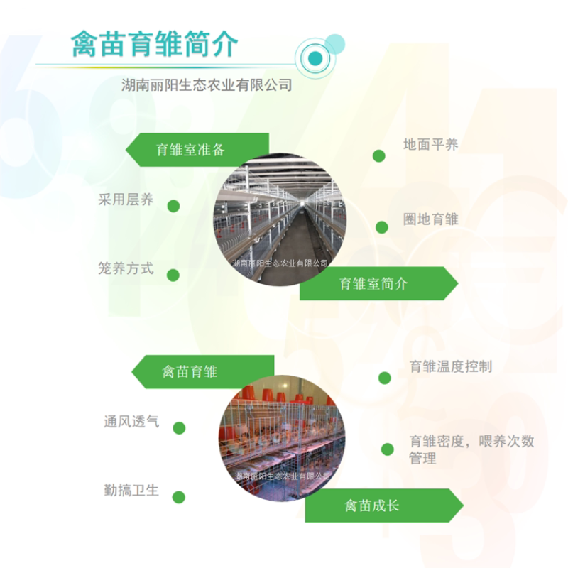 灵山麻土鸡苗/灵山麻鸡活苗/小鸡活体/免费提供养殖技术