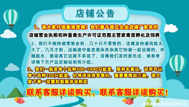 灵山麻土鸡苗/灵山麻鸡活苗/小鸡活体/免费提供养殖技术