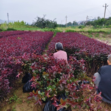紫叶矮樱