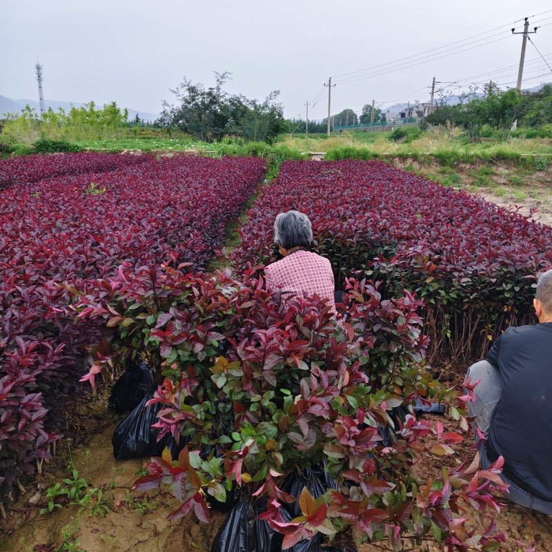 紫叶矮樱