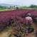 紫叶矮樱
