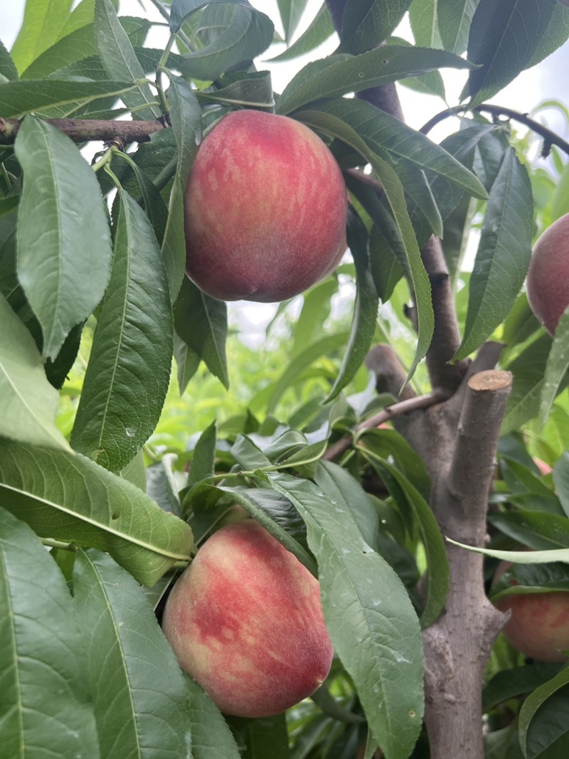 河南突围毛桃水蜜桃基地直发香甜多汁当季好果量大价优