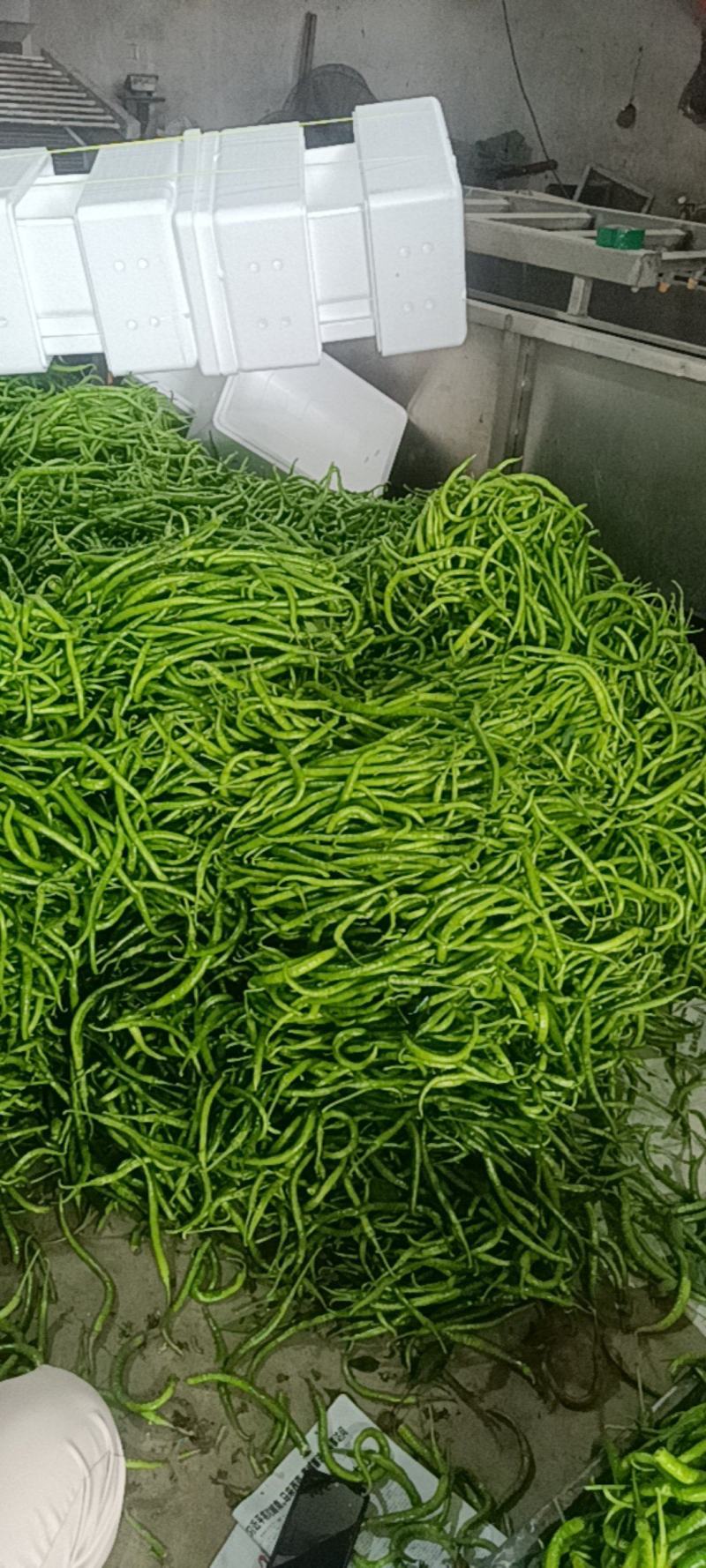 精品青线椒产地直发，有需要的老板欢迎咨询