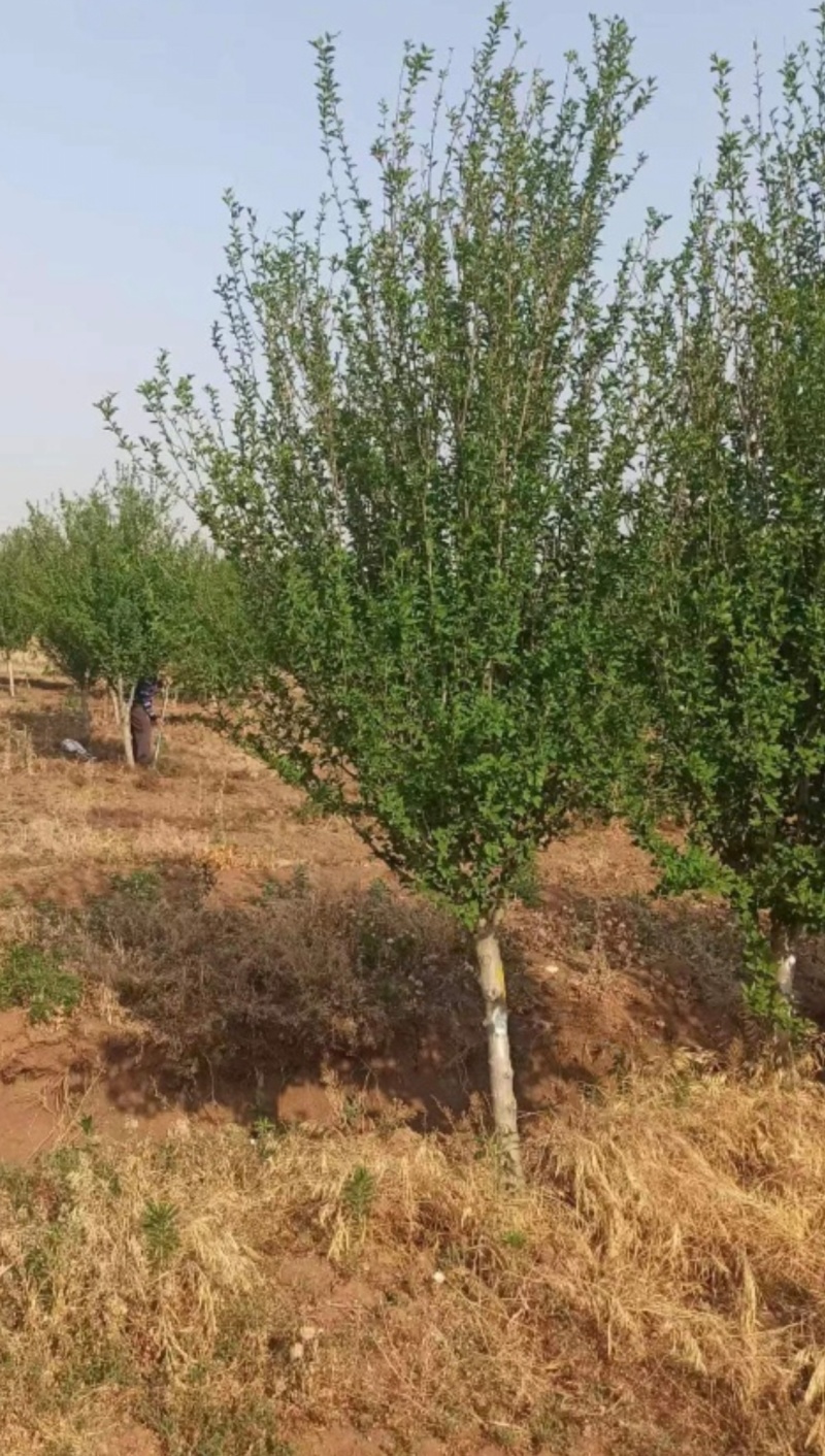 苗圃大量出售3公分木槿