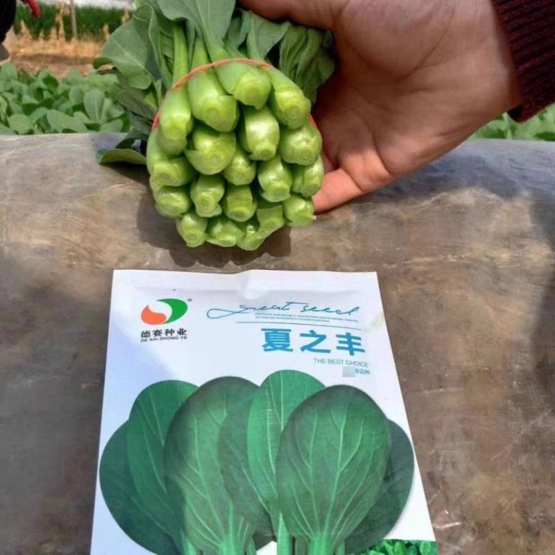 夏秋播种耐热青菜种子夏龙7号夏之丰夏至青梗菜耐高温不拔节