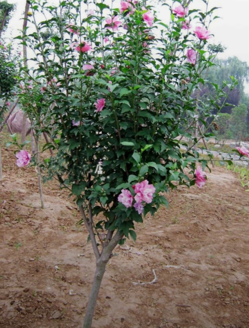 苗圃大量出售4公分木槿