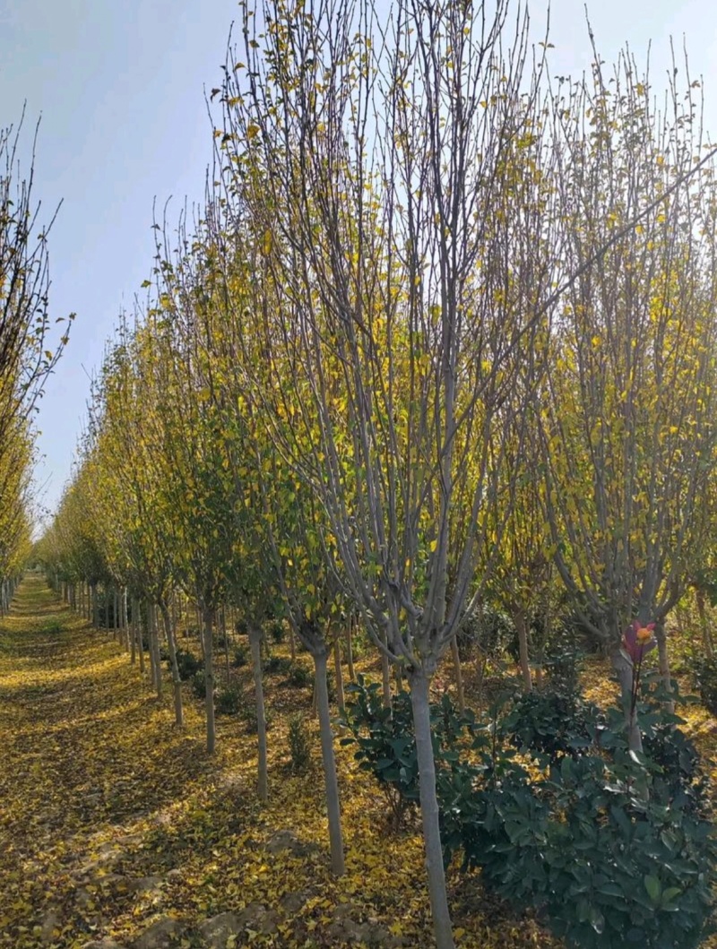 苗圃大量出售4公分木槿