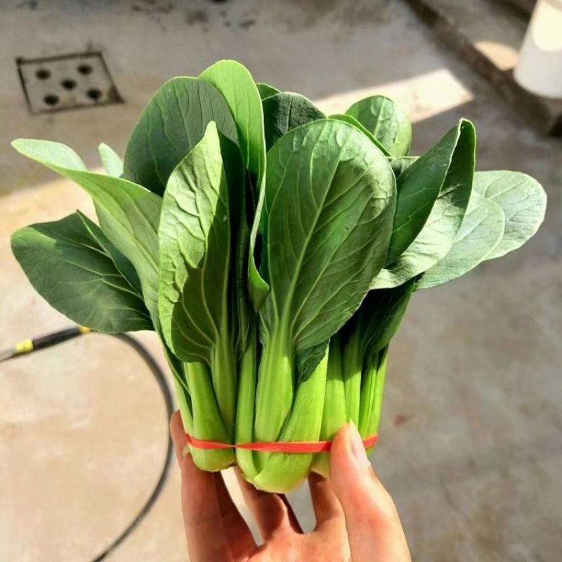 夏秋播种耐热青菜种子夏龙7号夏之丰夏至青梗菜耐高温不拔节