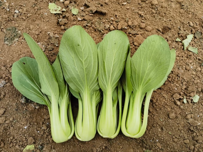 夏秋播种耐热青菜种子夏龙7号夏之丰夏至青梗菜耐高温不拔节