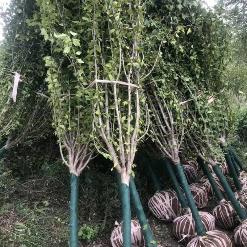 苗圃大量出售5公分木槿