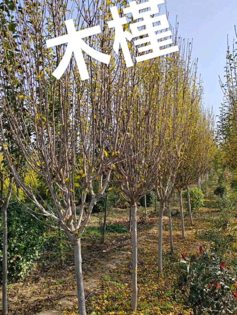 苗圃大量出售5公分木槿
