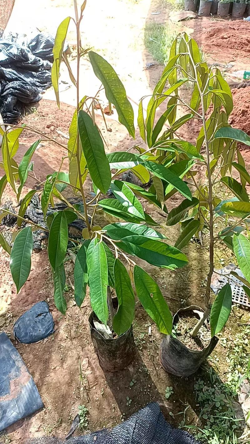 猫山王榴莲树苗泰国金枕，黑刺，嫁接苗，品质保证