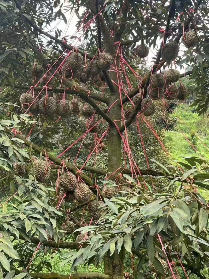 猫山王榴莲树苗泰国金枕，黑刺，嫁接苗，品质保证