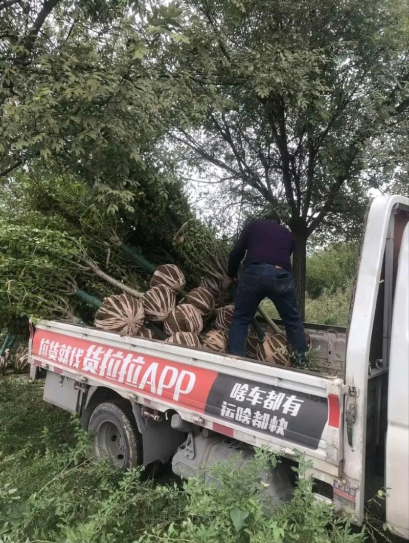 苗圃大量出售6公分木槿