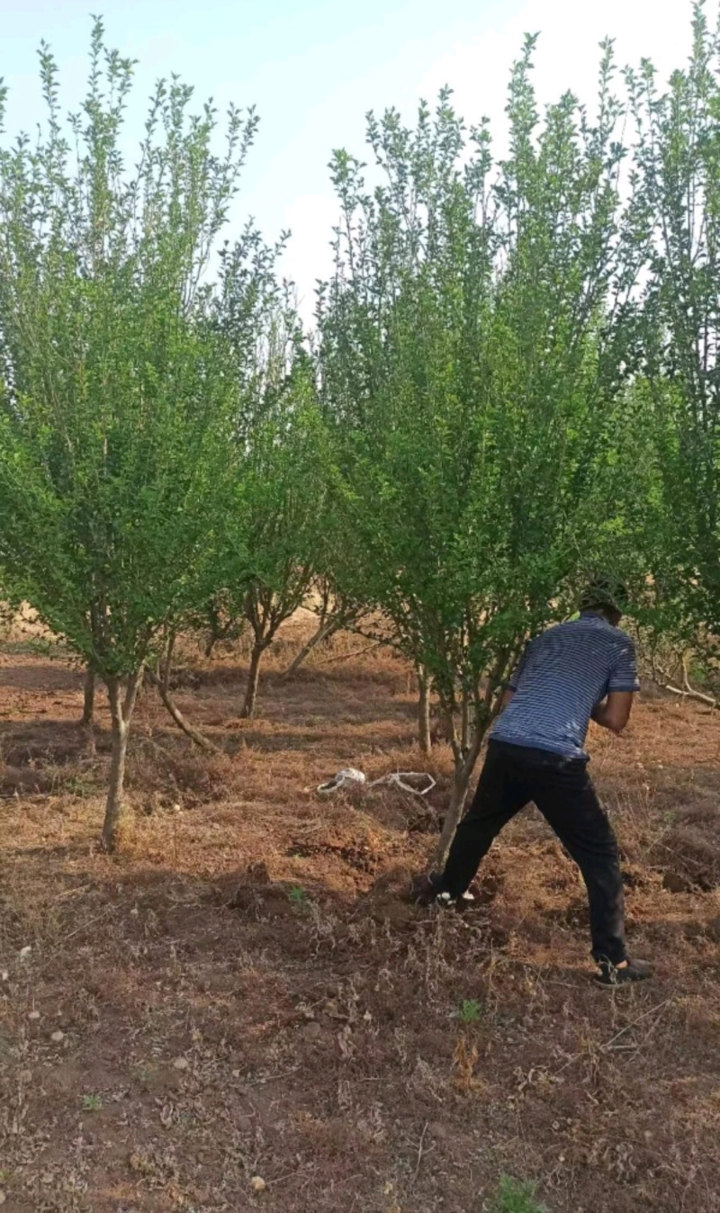 苗圃大量出售6公分木槿