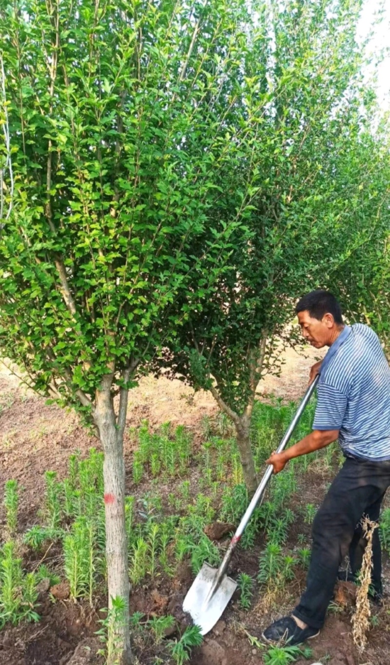 苗圃大量出售6公分木槿