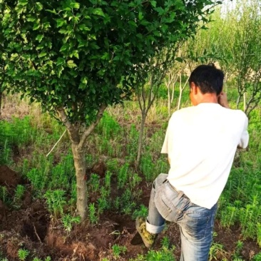 苗圃7公分木槿