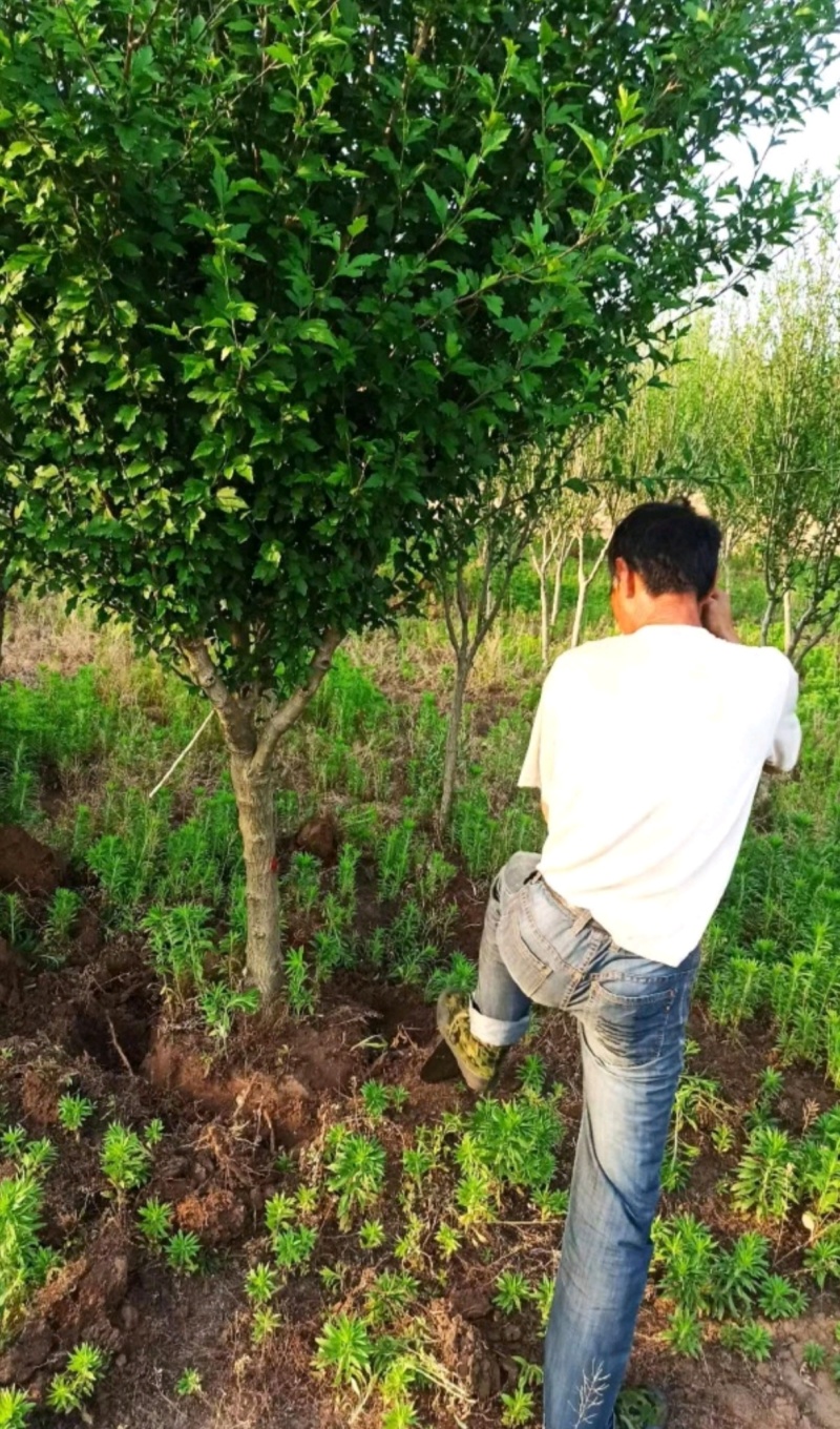 苗圃7公分木槿
