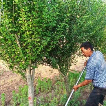 苗圃大量出售8公分木槿