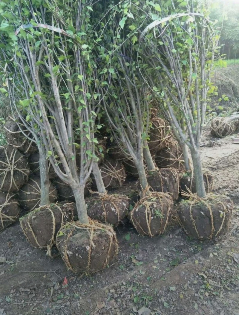 苗圃大量出售8公分木槿