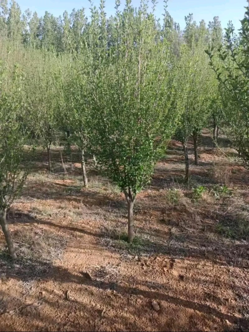 苗圃大量出售8公分木槿