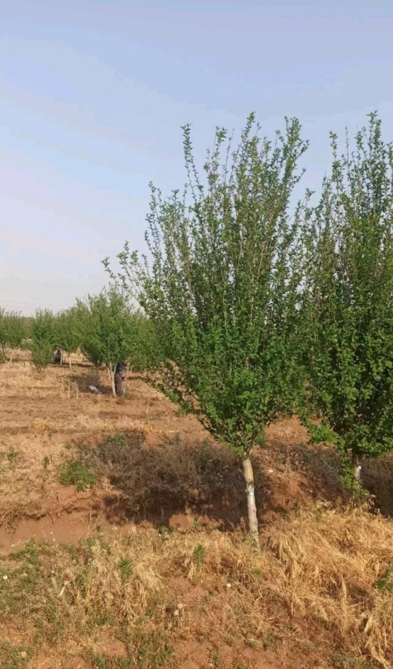 苗圃大量出售9公分木槿