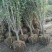 苗圃大量出售10公分木槿