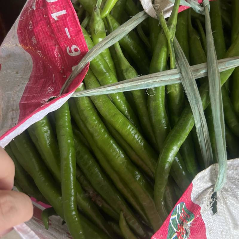 安徽青线椒