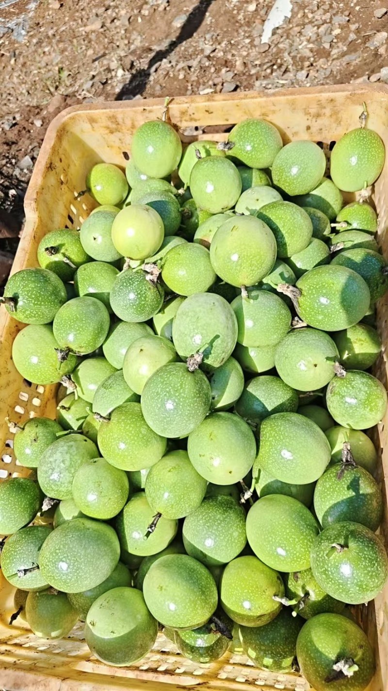 精品百香果一手货源全国发货量大价优欢迎随时联系