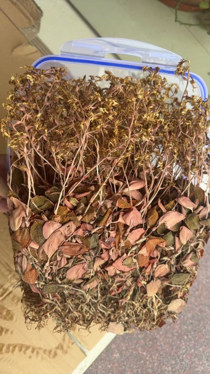 开花金线莲干品