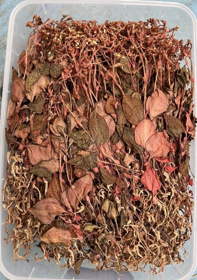 开花金线莲干品