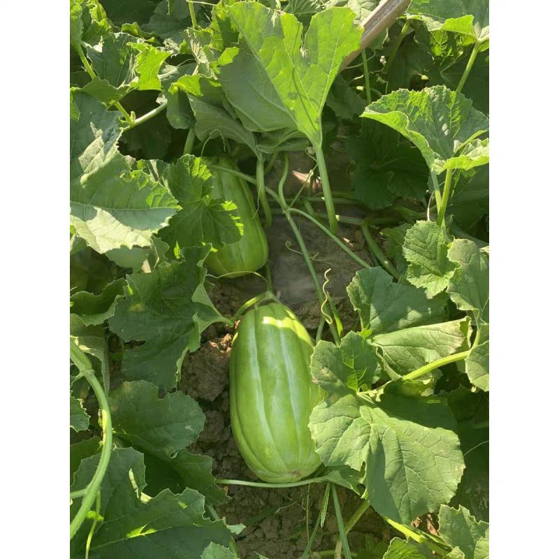 江苏青皮菜瓜