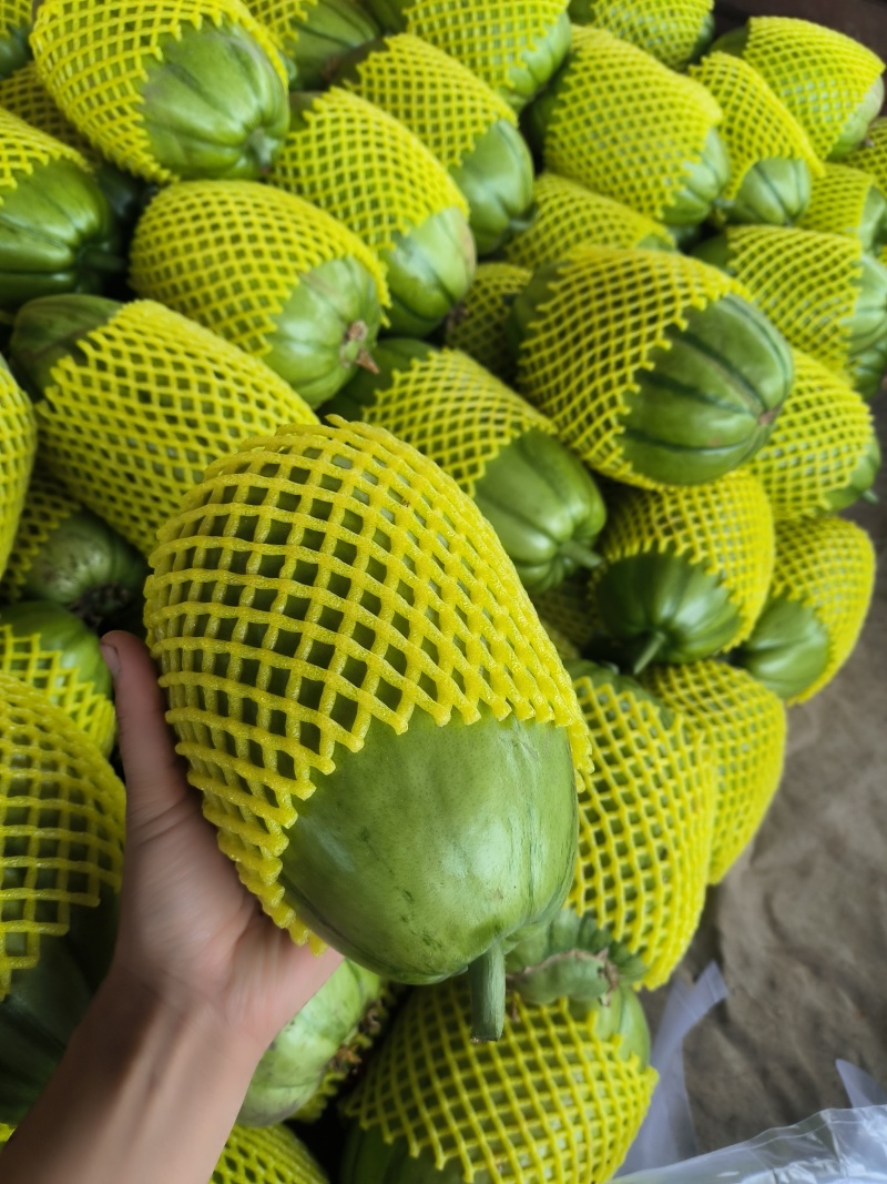 江苏青皮菜瓜