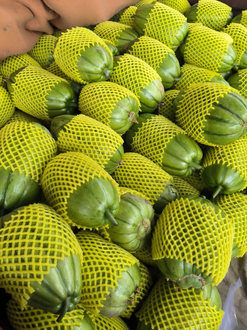 江苏青皮菜瓜